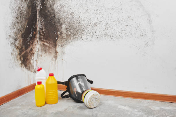 Best Black Mold Remediation in Belle Haven, VA
