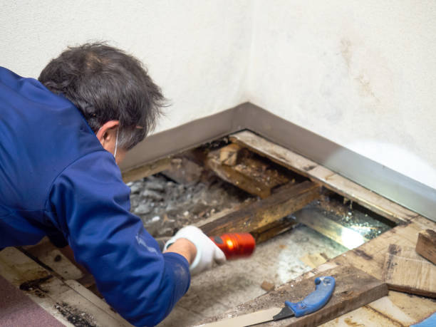 Best Health and Safety Mold Remediation in Belle Haven, VA