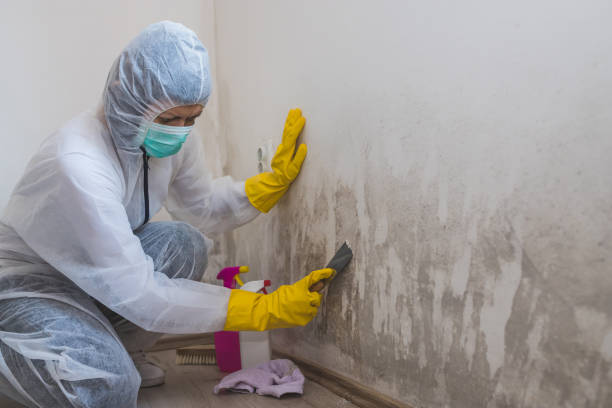Best Bathroom Mold Remediation in Belle Haven, VA