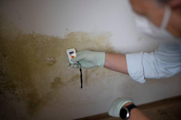 Best Basement Mold Remediation in Belle Haven, VA