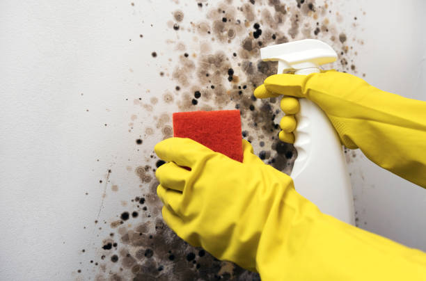 Best Industrial Mold Remediation in Belle Haven, VA