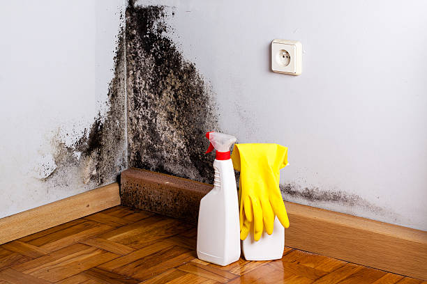 Best Kitchen Mold Remediation in Belle Haven, VA