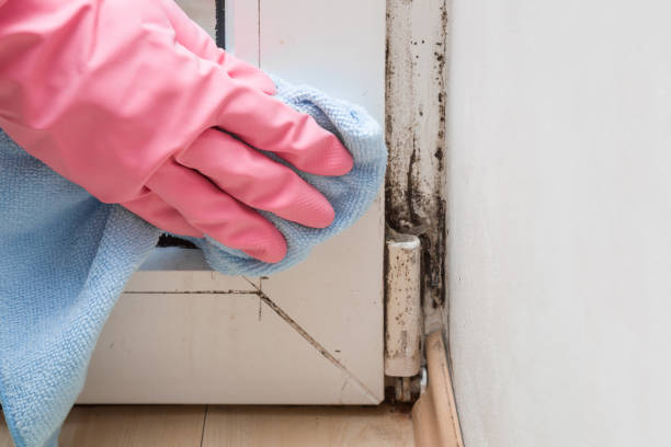 Best Preventive Mold Services in Belle Haven, VA